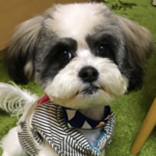 cookie