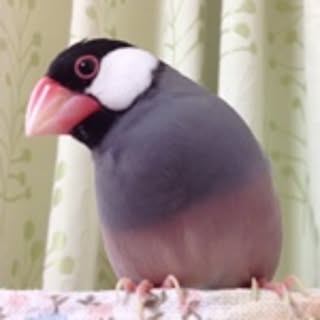 bunbun