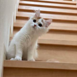 kinako