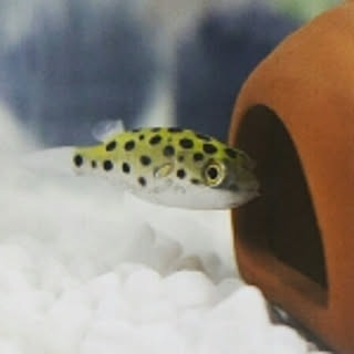 ebichiri0001
