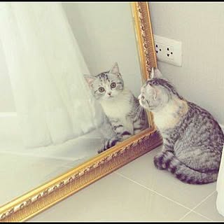 mewchannel
