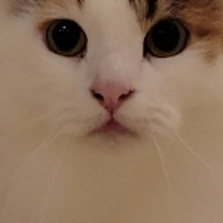 siberinn