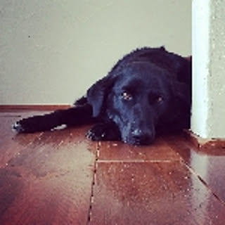 marin.dog