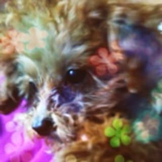 hono