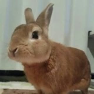 rabbit