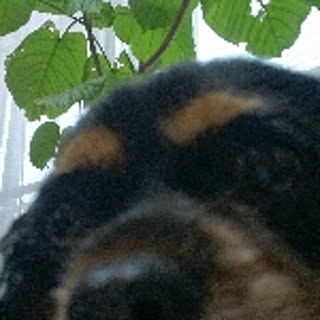 coconata