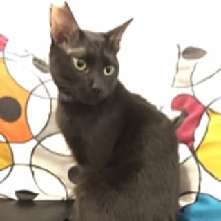 Kuro