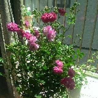13th-rose