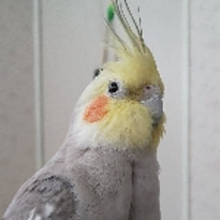 aya-bird0303