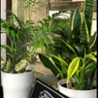 gotstree