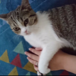 tim