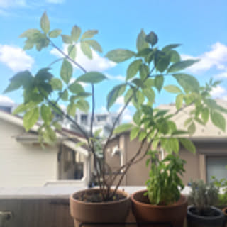heya_koala