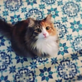 Kiri