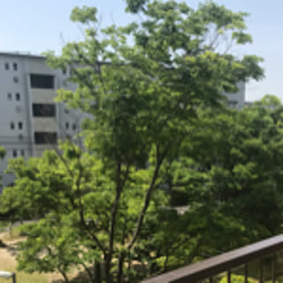 chaki