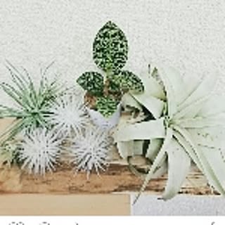 Happy_clover