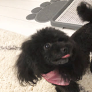 sachi