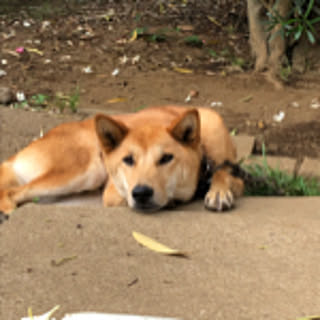 momiji.Arinomi