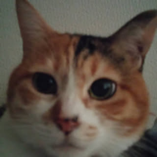 miya0804
