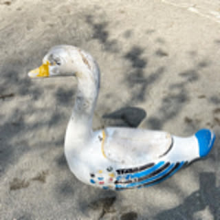haru