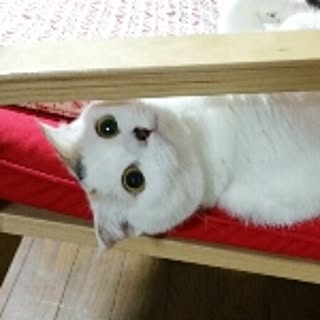 aya