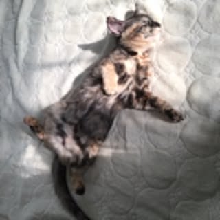 keiko-sawaka