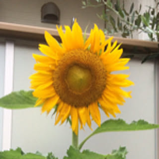 ao