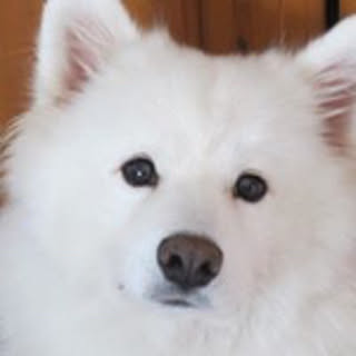 yoko