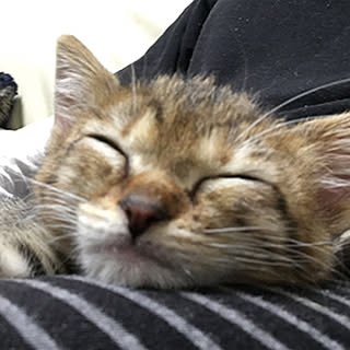 maru