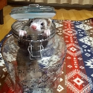 a-ka-riakarisuuu