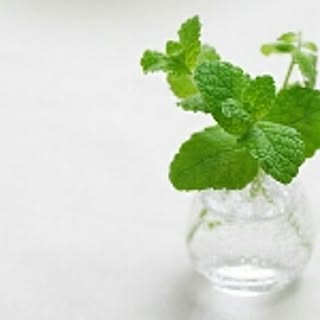 mint