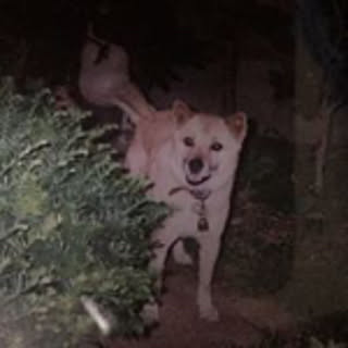 ichi