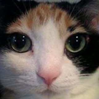 Yukimaru