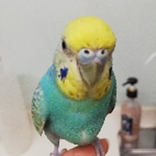 mitsu