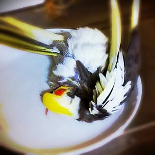 riotactbird