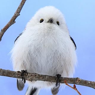 aegithalos_