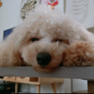 amumamu