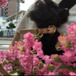rinko