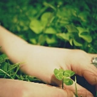 cloversokash
