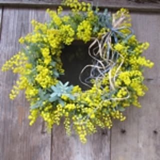 mimoza
