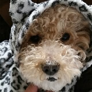 coco
