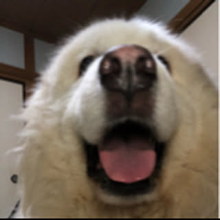 Maki
