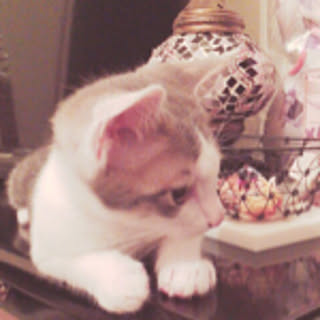 nekomania
