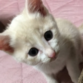 kaya