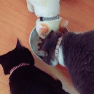 toufu