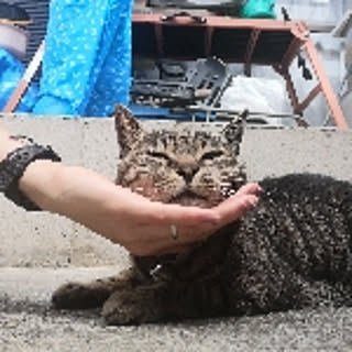 mo-min