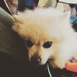 miho