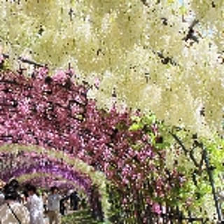 garden.numa