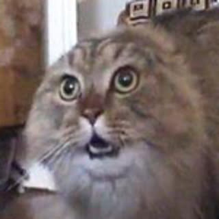 ner2necochan