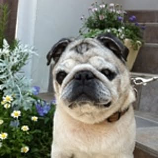 pug.fuku