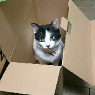 neko
